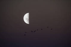 鸟类和月亮景观