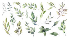 水彩画集绿色叶枝为一体,用于婚礼固定,问候,墙纸,时尚,背景.桉树、橄榄、绿叶等.