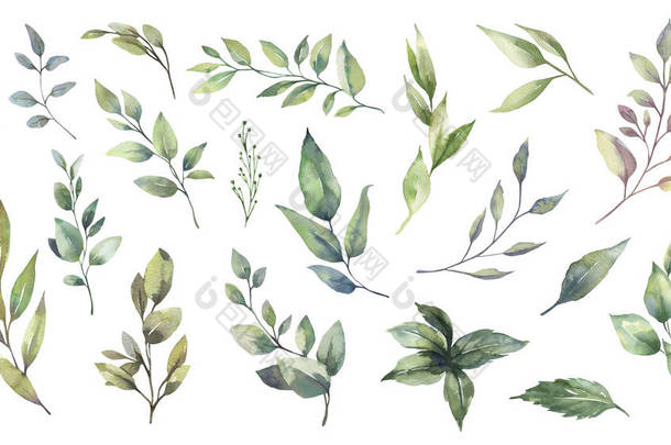 水彩画集绿色叶枝为一体,用于婚礼固定,问候,墙纸,时尚,背景.桉树、橄榄、绿叶等.