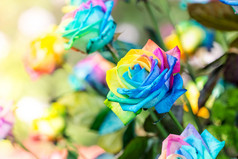五颜六色的彩虹玫瑰花朵。彩虹玫瑰与木的宏