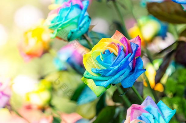五颜六色的彩虹玫瑰花朵。彩虹玫瑰与木的宏