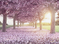 一排排美丽的樱桃树