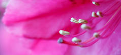 春季美丽的粉红杜鹃花花特写.