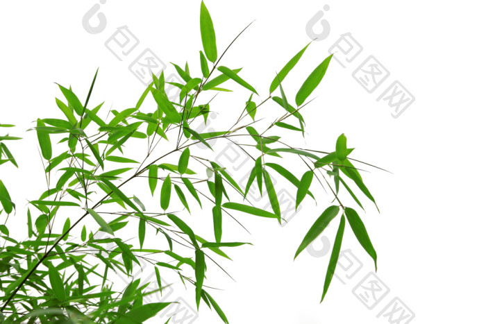 竹子图片-包图网企业站