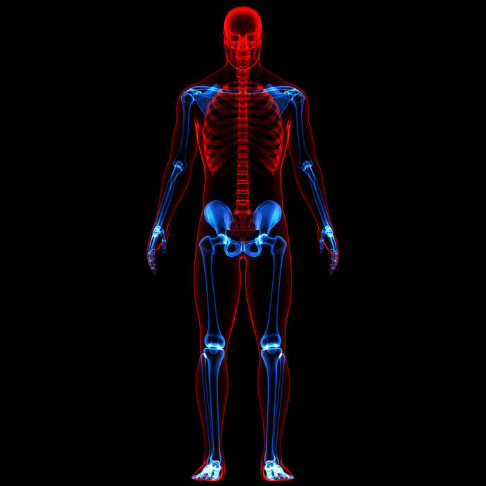 有神经系统解剖的人体骨骼系统。3D