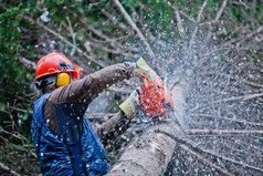 专业伐木工人切割在森林里的那棵大树