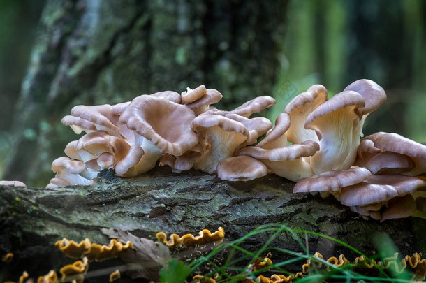 牡蛎蘑菇 (平菇) 在森林里