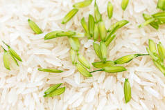 泰国种植的茉莉花水稻
