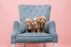 Maltipoo狗。可敬的马耳他和狮子狗混合小狗。粉色背景