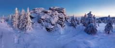 冬季雪中杉树的风景