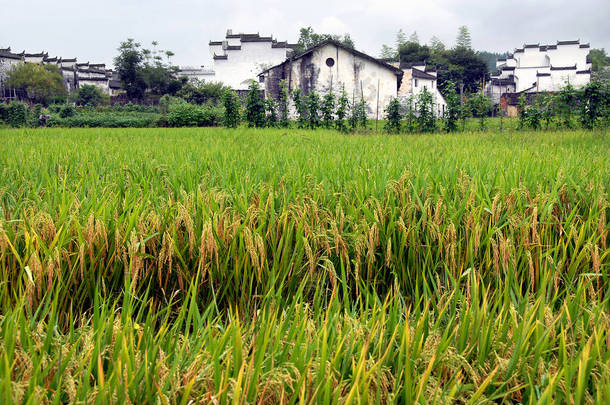 中国江西省武元县西洋村。西洋村是吴元县的一个古镇，以唐代建筑著称。有田地的传统村舍.