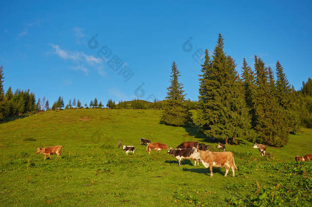 群在山上放牧的奶牛