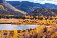 多彩的黄色秋天在科罗拉多，美国。秋季季节.