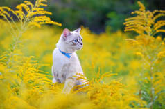 蓝眼睛的猫戴着衣领寻找黄色的花朵 