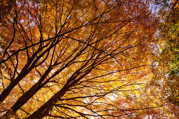 森林树木在全秋季的颜色。清晨的阳光穿透树木使它们看起来像火焰