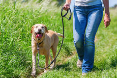 成熟的女人，带着狗在风景徒步旅行