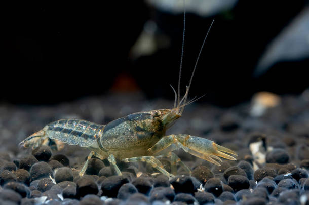 蓝蟹虾在其前方露出爪子以进行防御，并在淡水水族箱中的水生土壤中寻找食物.