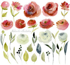 水彩勃艮第和白玫瑰收集, 孤立的元素设置, 手绘在白色背景, diy 元素