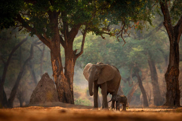 有小<strong>宝宝</strong>的<strong>大象</strong>非洲津巴布韦Mana Pools NP的<strong>大象</strong>。老森林里的大动物，黄昏，日落。自然界中神奇的野生动物场景。美丽栖息地中的非洲象.