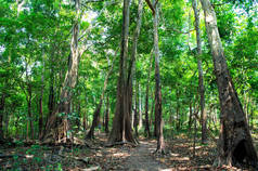 巴西马瑙斯的热带雨林。丛林中绿树成荫的树叶。自然景观上的夏季森林。自然环境与生态观