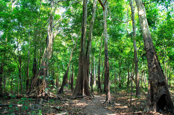 巴西马瑙斯的热带雨林。丛<strong>林中</strong>绿树成荫的树叶。<strong>自然</strong>景观上的夏季<strong>森</strong>林。<strong>自然</strong>环境与生态观