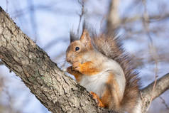 在冬季公园里, 只坐在树上的红松鼠
