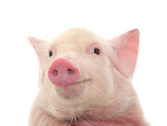 一只猪的画像