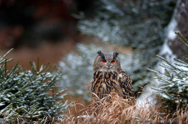 欧亚大陆鹰猫头鹰，Bubo Bubo，坐在树干上，野生动物照片在森林里，秋天的橙色，德国。森林里的小鸟，野生动物中的第一场雪. 