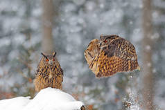 猫头鹰从雪开始。在寒冷的冬季，在雪地的森林里展翅飞翔的欧亚大陆鹰猫头鹰。两只鸟在自然界中。来自欧洲、德国的野生动物。鸟类行动场景. 