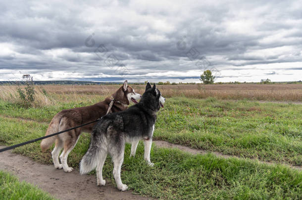 两只狗在一条皮带上站在秋天的田野前, 在<strong>乌云</strong>密布的<strong>背景</strong>下。后侧视图雨<strong>背景</strong>