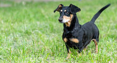 一只狗，一只黑色的土拨鼠在绿地上散步。有表情的眼神.