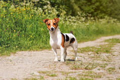 小杰克罗素犬站在乡间尘土飞扬的路上，身后是阳光普照的青草.