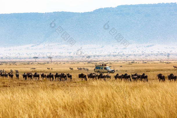 在肯尼亚草原的旅游游戏驱动非洲与一群牛羚在一条线