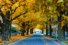 多彩的秋天，在银杏街的东京大学