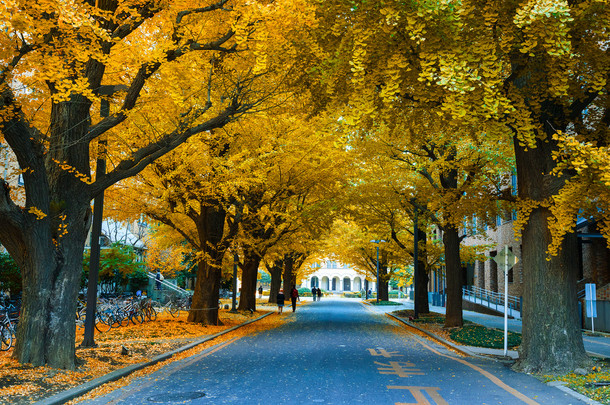 多彩的秋天，在银杏街的<strong>东京大学</strong>