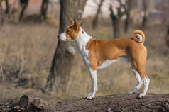 Basenji 狗的全身肖像站在树枝上