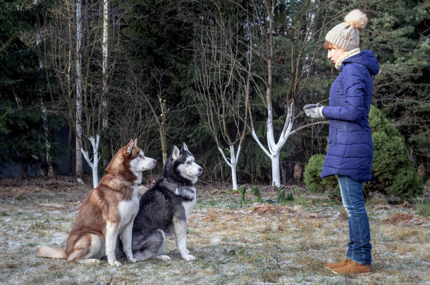 身着冬衣的女孩在欧洲公园训练<strong>哈士奇</strong>犬。 太太在教西伯利亚<strong>哈士奇</strong>服从坐的命令
