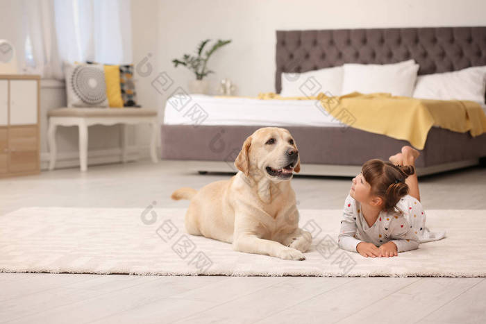 可爱的巧克力拉布拉多猎犬和小女孩在家中