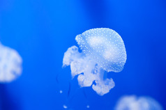 美丽的白色水母在蓝色背景上的水族馆。水族馆与蓝色的水，意大利.