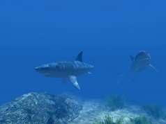两个鲨鱼在水之下