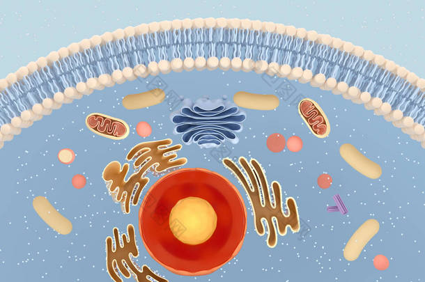 动物细胞的内部结构，3D渲染。部分视图。计算机数字绘图.