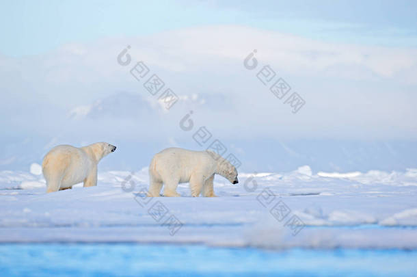 白北极熊在漂流冰边与雪在挪威海，自然栖息地，斯匹次卑尔根，欧洲 