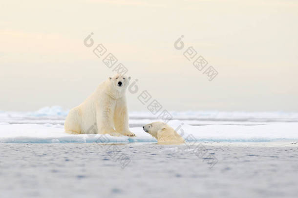 两只北极熊在漂流的冰雪上放松, 在自然栖息地, 挪威斯瓦尔巴特群岛的白色动物。两只在雪地里玩耍的动物, 北极野生动物。来自大自然的滑稽形象. 