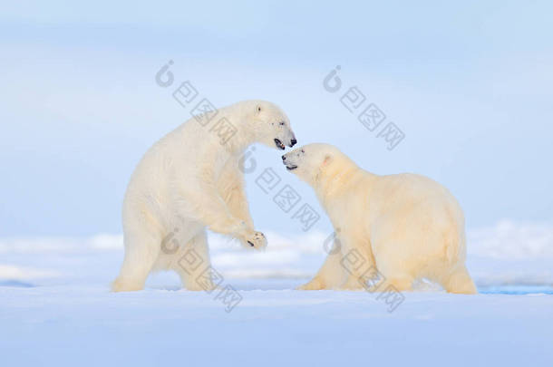 北极<strong>熊</strong>在冰上跳舞。两只<strong>熊</strong>喜欢在漂流的冰上与雪，白色<strong>动物</strong>在自然栖息地，斯瓦尔巴德，挪威。<strong>动物</strong>在雪地里玩耍，北极野生<strong>动物</strong>。有趣的图像在自然界.
