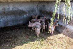肮脏的小猪在猪场里吃草.天然有机猪繁殖。耕作。畜牧业.