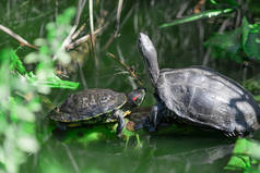 两只海龟在水里交配 野生动物概念.