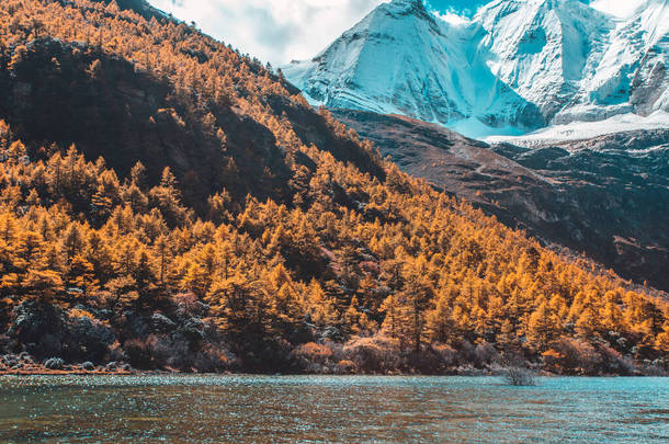 秋天的五彩缤纷的森林和雪山在伊丁自然保护区，最后的香格里拉