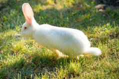 夏天在田野上奔跑的逗人喜爱的滑稽的兔子