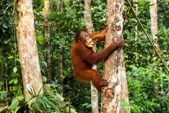 马来西亚婆罗洲，年轻的猩猩一边爬树一边吃香蕉.