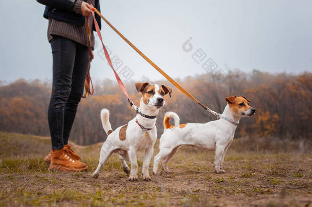 杰克罗素的两只狗今年秋天，一个女孩在公园里用皮带走路.